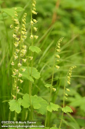 Tellima grandiflora