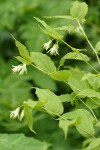 Hooker's Fairy Bells