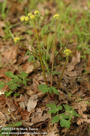 Sanicula graveolens