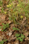 Sierra Snake Root