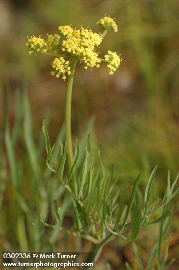 Lomatium triternatum var. triternatum