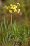 Nine-leaf Desert Parsley