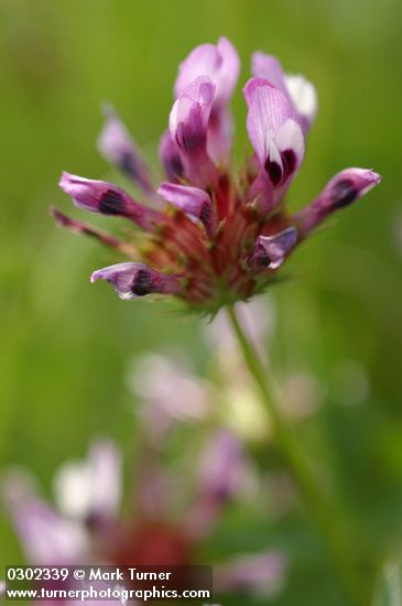 Trifolium willdenowii (T. tridentatum)