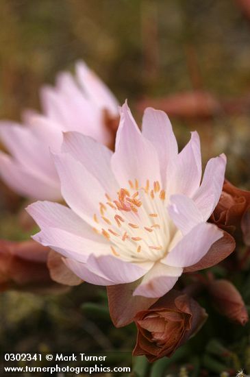 Lewisia rediviva