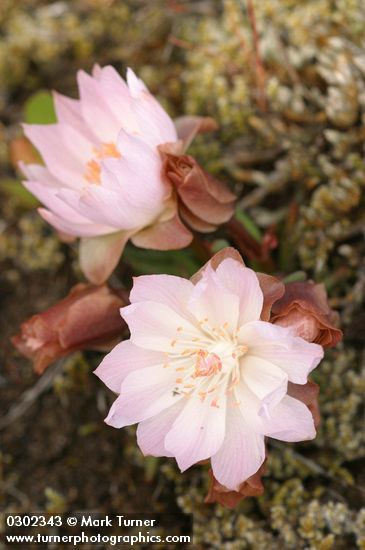 Lewisia rediviva