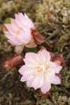 Bitter Root blossoms