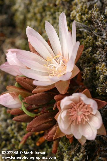 Lewisia rediviva