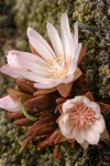 Bitter Root blossom & opening bud