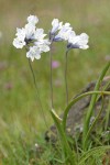 Bicolored Cluster Lily