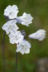 Bicolored Cluster Lily blossoms detail