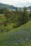 Common Camas in Catherine Cr meadow w/ Ponderosa Pines, Garry Oaks; view toward Lyle