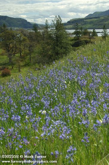 Camassia quamash; Zigadenus venenosus; Pinus ponderosa; Quercus garryana