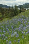 Common Camas in Catherine Cr meadow w/ Ponderosa Pines, Garry Oaks; view toward Lyle