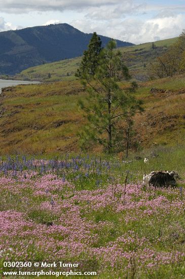 Plectritis congesta; Camassia quamash; Pinus ponderosa