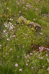 Rosy Plectritis, Seep-spring Monkeyflower, Small-flowered Prairie Stars