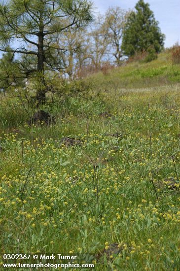 Lomatium nudicaule; Pinus ponderosa