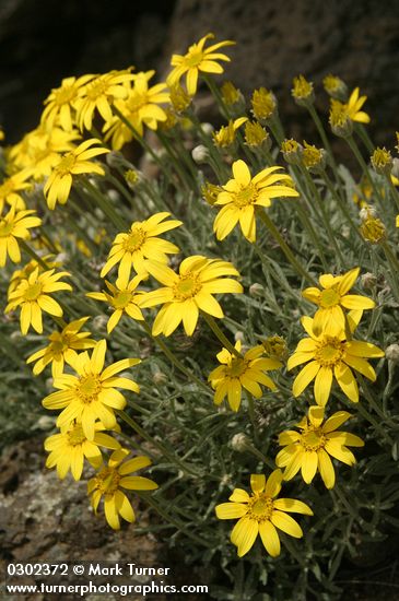 Eriophyllum lanatum var. integrifolium