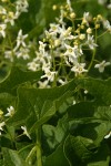 Big Root blossoms & foliage detail