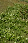 Big Root w/ Poison Oak