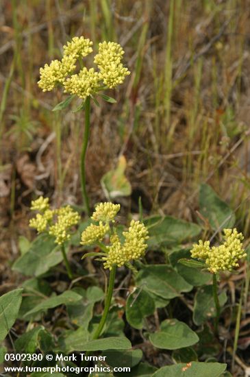 Eriogonum compositum var. compositum