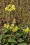 Heart-leaf Buckwheat (yellow form)