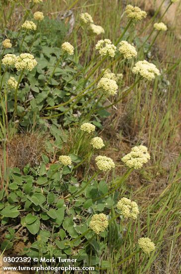 Eriogonum compositum var. compositum