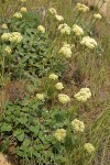 Heart-leaf Buckwheat (white form)