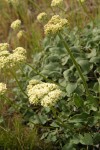 Heart-leaf Buckwheat (white form)