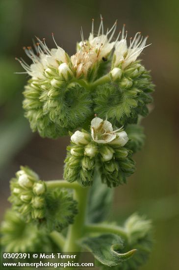 Phacelia hastata