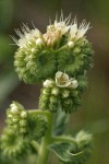 Silver-leaf Phacelia blossoms & foliage detail