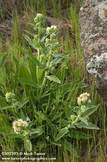 Phacelia hastata