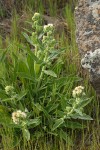 Silver-leaf Phacelia