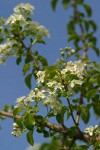 Bitter Cherry blossoms & foliage against blue sky