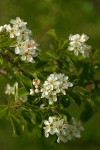 Bitter Cherry blossoms & foliage