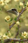 Bitter Brush blossoms & foliage w/ butterfly