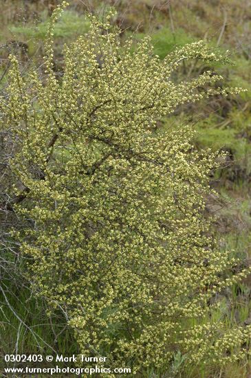 Purshia tridentata