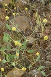 Bare-stem Desert Parsley