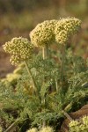 Gray-leaf Desert Parsley