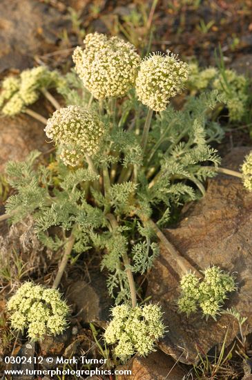 Lomatium macrocarpum
