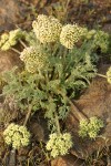 Gray-leaf Desert Parsley