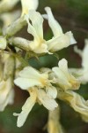 Yakima Milk-vetch blossoms detail