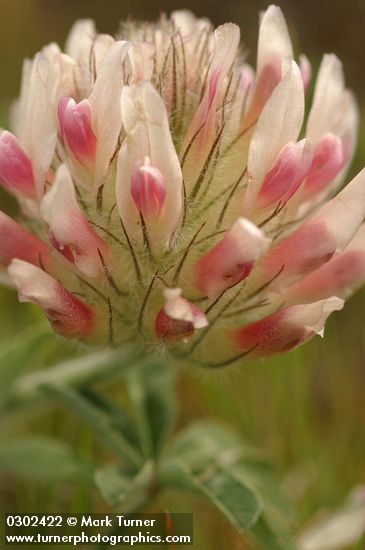 Trifolium macrocephalum