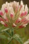 Big-head Clover blossom detail