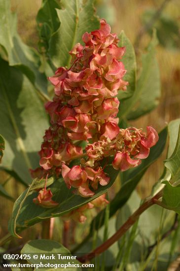 Rumex venosus