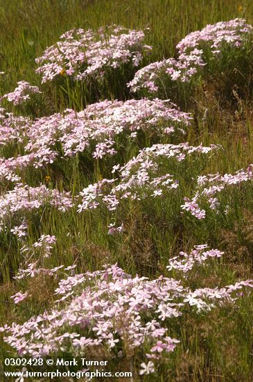 Phlox longifolia