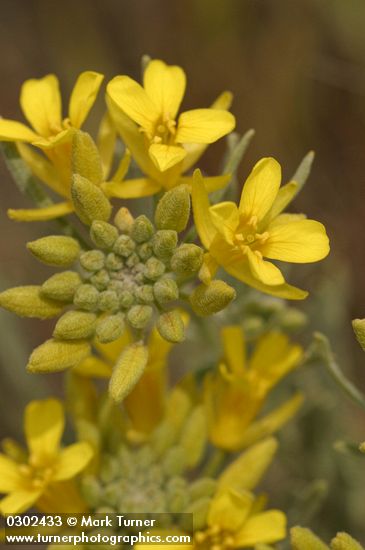 Lesquerella douglasii
