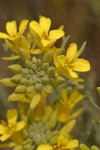 Bladder Pod blossoms detail