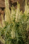 Thick-leaf Thelypody blossoms & foliage