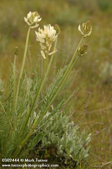 Astragalus hoodianus