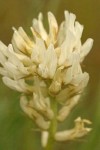 Hood River Milk Vetch blossoms detail